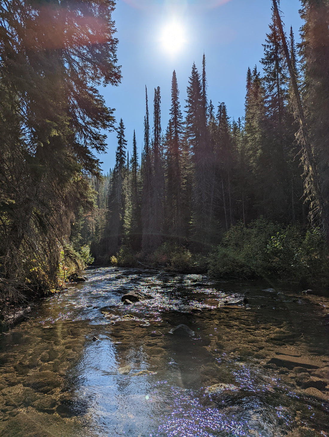 Lessons Learned: Idaho Moose