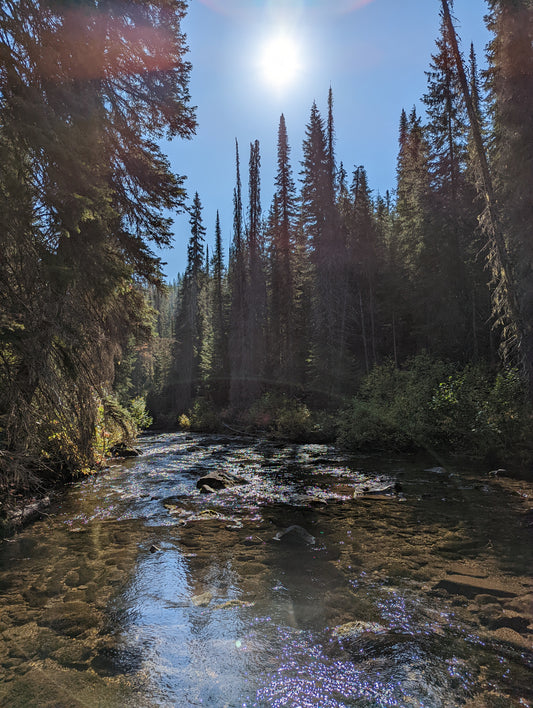 Lessons Learned: Idaho Moose